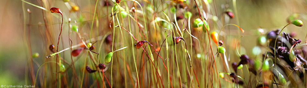Odile Haumonté – Ecrivain