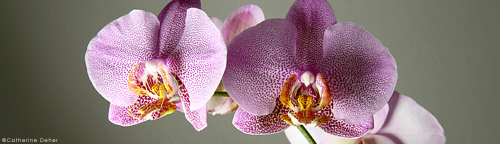 Odile Haumonté – Ecrivain